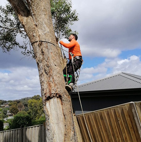 Captain Tree Service | Tree Removal | Tree Service